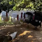 ديك رومي