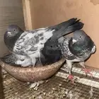 جوز باكستاني