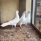 قطايف قنادي( تم البيع)