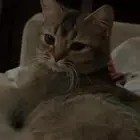 سكوتش ستريت للتبني