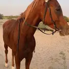 حصان شعبي كفوو