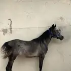 مهر شعبي كفو