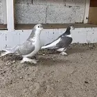 حمام شيرازي