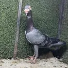 طيور شامية للبيع
