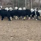 للبيع رخال نجد