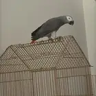 كاسكو ضايع بتبوك