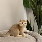 4 قطط سكوتش