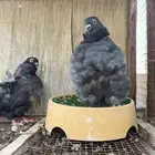 زوج كشكشي