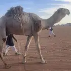 قعود الشقحاء رماني السن جذع يروح ثني على جميع الشروط