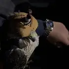 أبيلي طير حر شيهانه جير