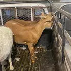 عناقين جذعه وثنين دفع في شهرين