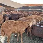 سواكن مرابي جذعان و ثنيان جبرة