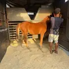 مهر شعبي شيخ