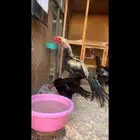 طقم اذناب الهند