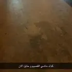 كداد ماشي حايل و القصيم