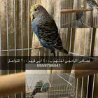 عصافير البادجي