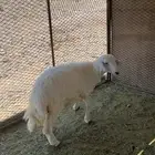 طلي