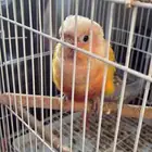 ببغاء صنكنيور عمره شهرين ذكر