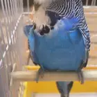 بادجي انجليزي