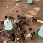 صيصان فيومي