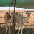 حشو طيبات بالحيل