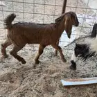 عنز تحته عناق