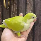 فرخ كويكر تفاحي جميل(هدد قريب)
