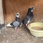 حمام جوزين قطايف
