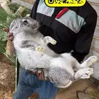 امهات اناث ارانب شنشيلا عملاق