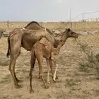 خلفه رباع مشروطه