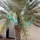 نخلتين للبيع