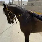 حصان شعبي
