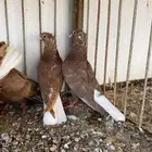 طبه قطايف