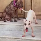 كلاب بيتبول صغار