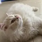 قط ذكر شيرازي عمره خمس اشهور