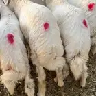 خرفان حريات 8ورخال2الشحم فل شرط علي جميع شروط اللي فديو ي