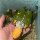 فروخ صن كنيور شمسي صبغات وأحجام مميزة