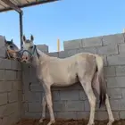 مهره شعبيه