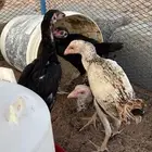 للبيع دجاج بكستاني