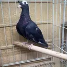 صنعاوي
