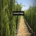توريد أشجار