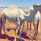 حاشي قعود مفرود