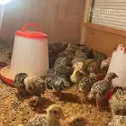 سمان وصوص فري