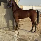 حصان شعبي