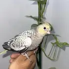 كروانات