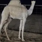 قعود قصب فاخر