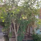 شبك طيور