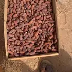 تمر مبروم