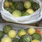 دهان الحنظل والسنام وزيت الزيتون