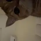 قطو سكوتش للتزاوج